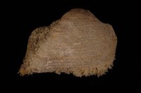 藏品(寬船貝)的圖片